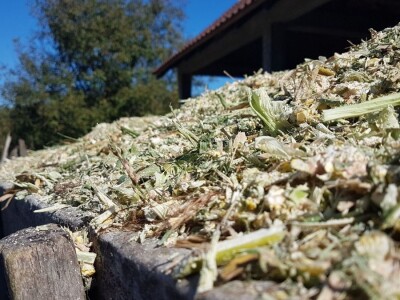 PRIPREME ZA SILAŽU KUKURUZA U TOKU