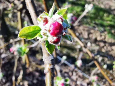 Pripremite voće protiv mraza