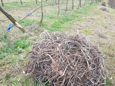 Pripremite voće protiv mraza