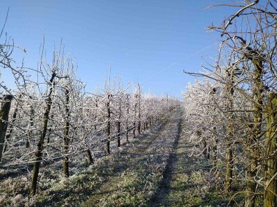 Pripremite voće protiv mraza