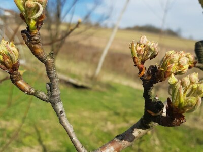 Pripremite voće protiv mraza