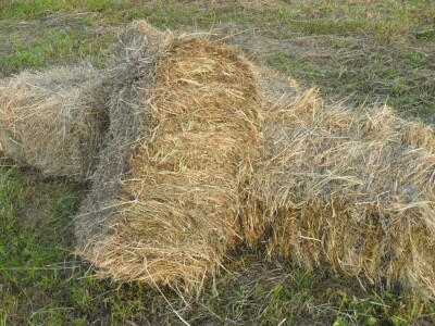 Pripremite voće protiv mraza