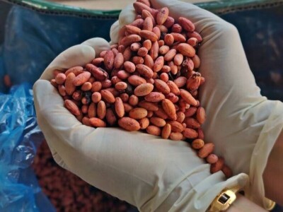 Prirodna kozmetika -ulje od drenjina