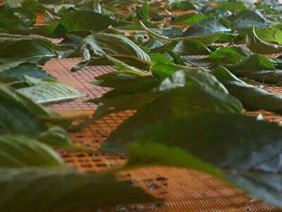 Cvetak čajevi Cvetak čajevi