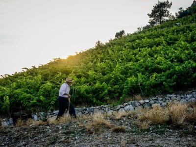 Prirodno vino iz Prizdrine pije se i u Americi