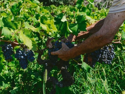 Prirodno vino iz Prizdrine pije se i u Americi