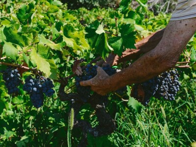 Prirodno vino iz Prizdrine pije se i u Americi