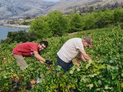 Prirodno vino iz Prizdrine pije se i u Americi