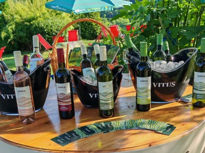 Vinarija Vitus - čuvari autohtonih zagorskih sorti vinove loze