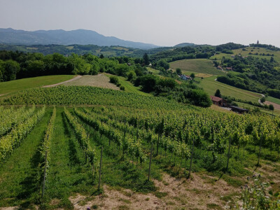Vinarija Vitus - čuvari autohtonih zagorskih sorti vinove loze