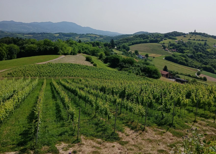 vinogradi vitus