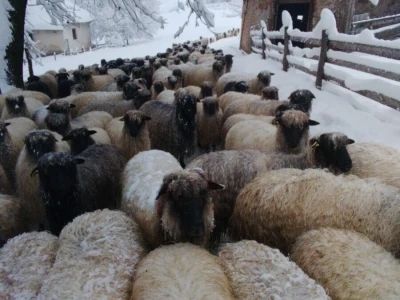 Privorska pramenka