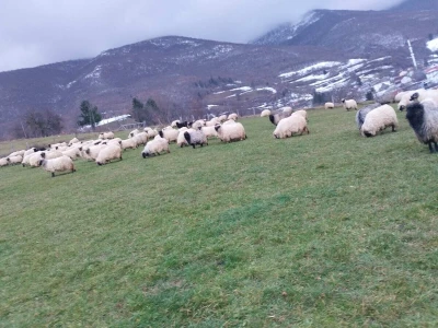 Privorska pramenka