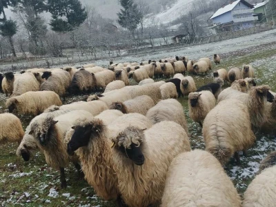 Privorska pramenka