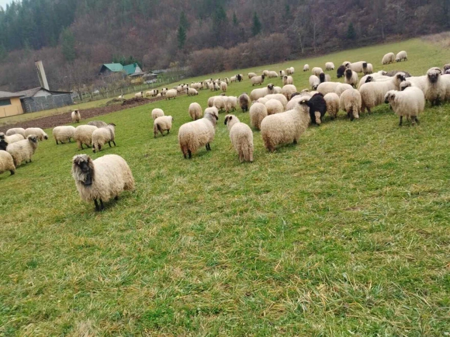 Osam mjeseci borave na ispa&scaron;i