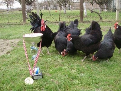 Kokoši hrvatice i visoko priznanje koje je dobio njihov vlasnik Željko Tomas Kokoši hrvatice i visoko priznanje koje je dobio njihov vlasnik Željko Tomas