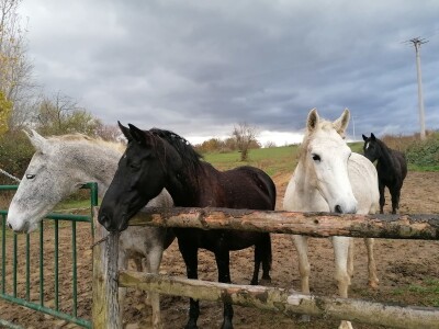 Prnjavorska ergela "Vučijak"