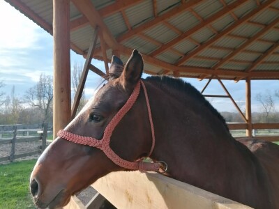 Prnjavorska ergela "Vučijak"