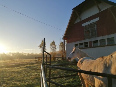 Prnjavorska ergela "Vučijak"