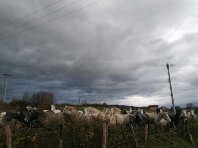 Prnjavorska ergela "Vučijak"