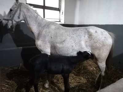 Prnjavorska ergela "Vučijak"