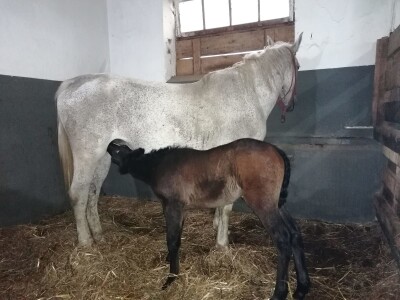 Prnjavorska ergela "Vučijak"