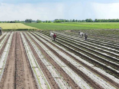 Problem nedostatka radne snage u povrtarstvu, ima li rešenja?