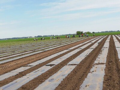 Problem nedostatka radne snage u povrtarstvu, ima li rešenja?