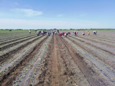 Problem nedostatka radne snage u povrtarstvu, ima li rešenja?