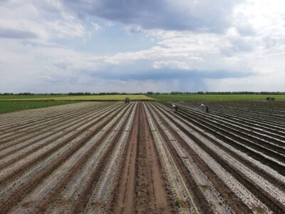 Problem nedostatka radne snage u povrtarstvu, ima li rešenja?