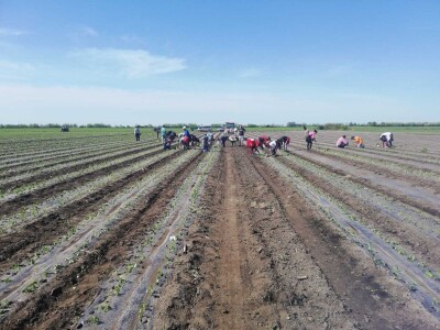 Problem nedostatka radne snage u povrtarstvu, ima li rešenja?