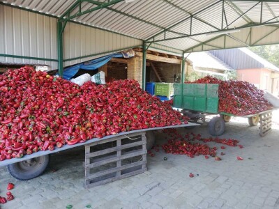 Problem nedostatka radne snage u povrtarstvu, ima li rešenja?