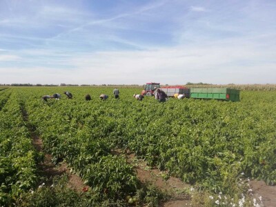 Problem nedostatka radne snage u povrtarstvu, ima li rešenja?