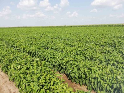 Problem nedostatka radne snage u povrtarstvu, ima li rešenja?