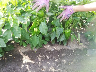 Problem nedostatka radne snage u povrtarstvu, ima li rešenja?