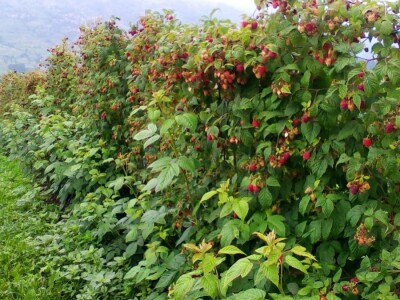 Problem s otkupom malina Problem s otkupom malina