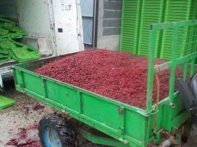 Problem s otkupom malina Problem s otkupom malina