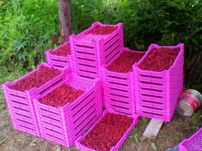 Problem s otkupom malina Problem s otkupom malina