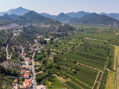 Problemi u Dalmatinskim vinogradima