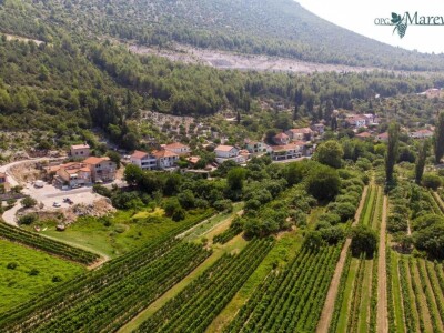 Problemi u Dalmatinskim vinogradima