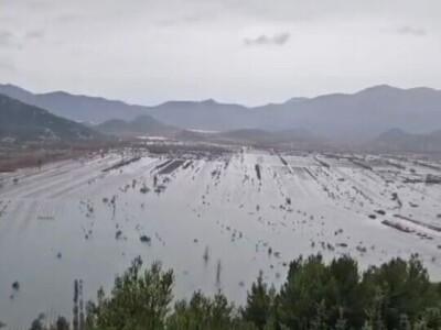 Problemi u Dalmatinskim vinogradima