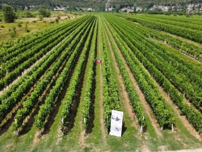 Problemi u Dalmatinskim vinogradima