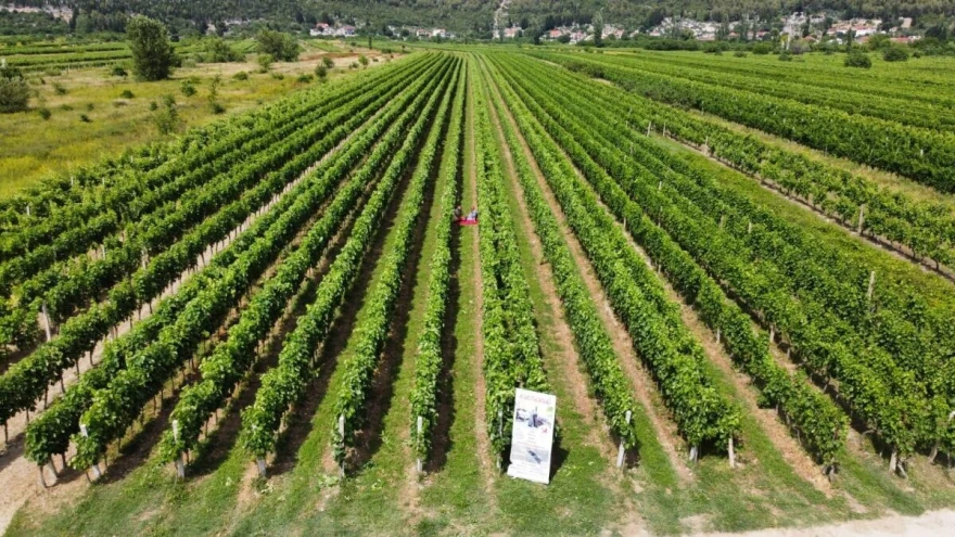 Vinogradi Marević