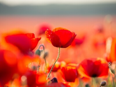 Procvjetali crveni makovi