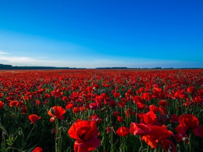 Procvjetali crveni makovi