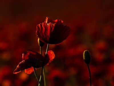 Procvjetali crveni makovi