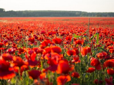 Procvjetali crveni makovi