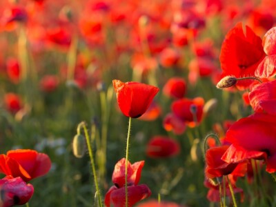 Procvjetali crveni makovi