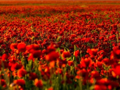 Procvjetali crveni makovi