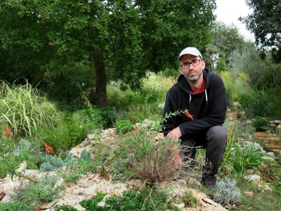 Procvjetao divovski tropski lopoč - Victoria cruziana Procvjetao divovski tropski lopoč - Victoria cruziana